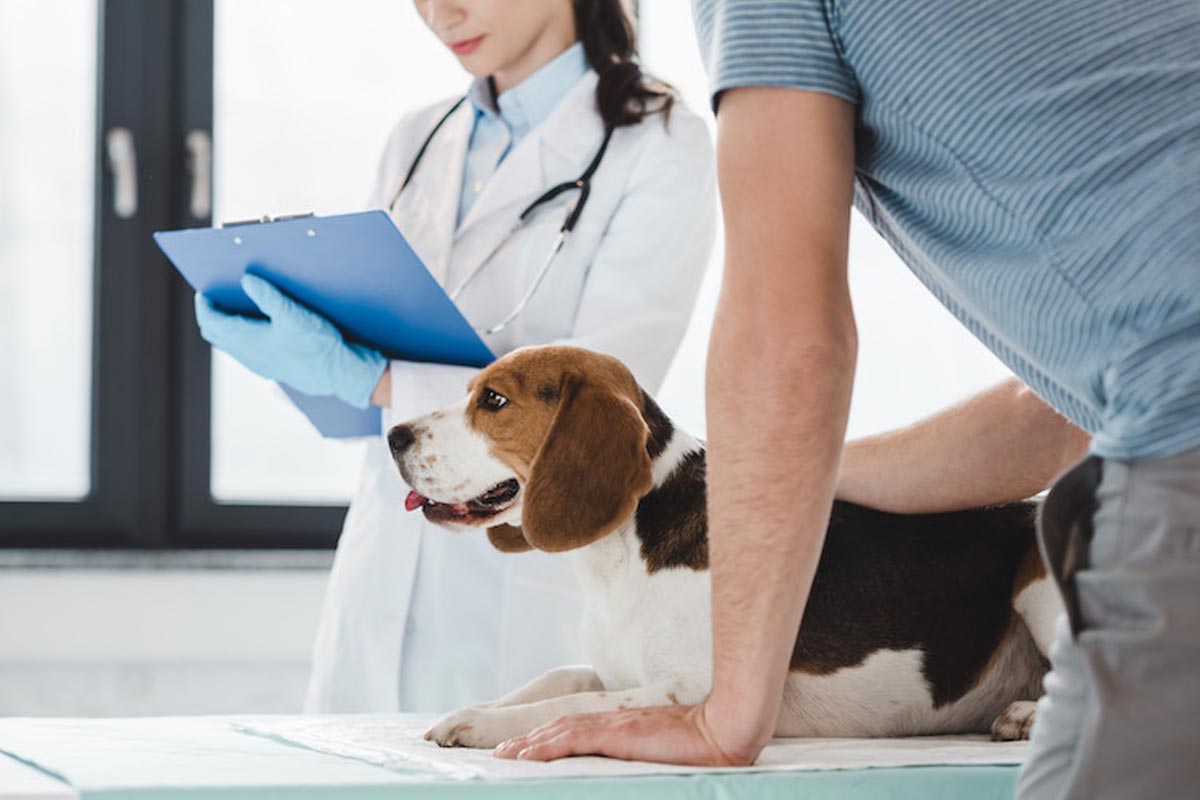 Chien Diabétique - Causes Symptômes et Traitement - Animo Santé