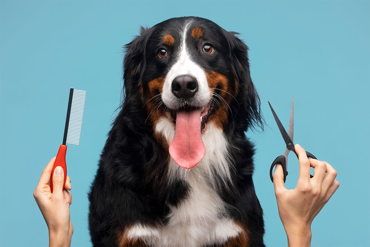 Les grandes étapes du toilettage canin - Animo Santé
