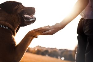 adoption de chien - Animo-Santé