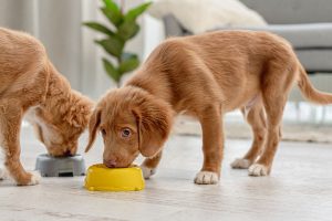 chien grogne quand il mange - Animo-Santé