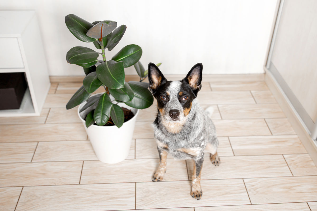les plantes d'intérieur toxiques pour chiens - Animo-Santé