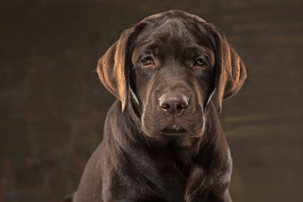prendre soin de mon chien âgé - Animo Santé
