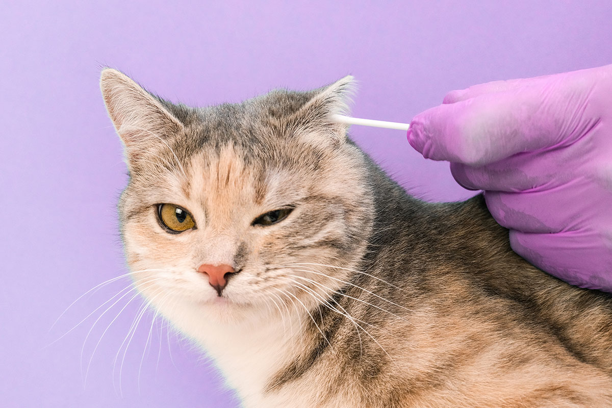Comment nettoyer les oreilles de son chat - Animo Santé