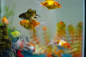 Les 10 poissons d'aquarium les plus populaires - Animo Santé