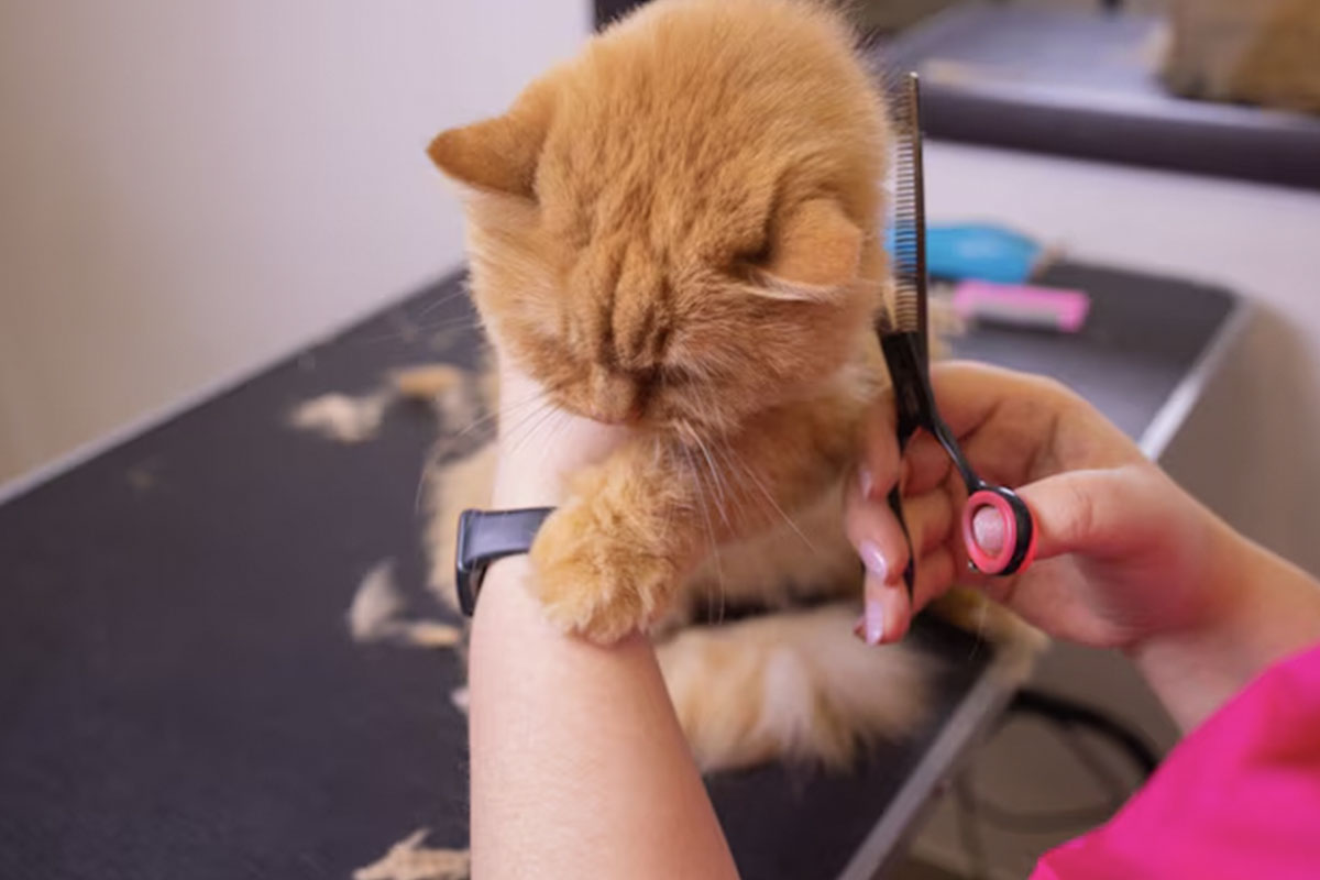 Toilettage du chat : 10 erreurs à ne pas faire - Animo Santé