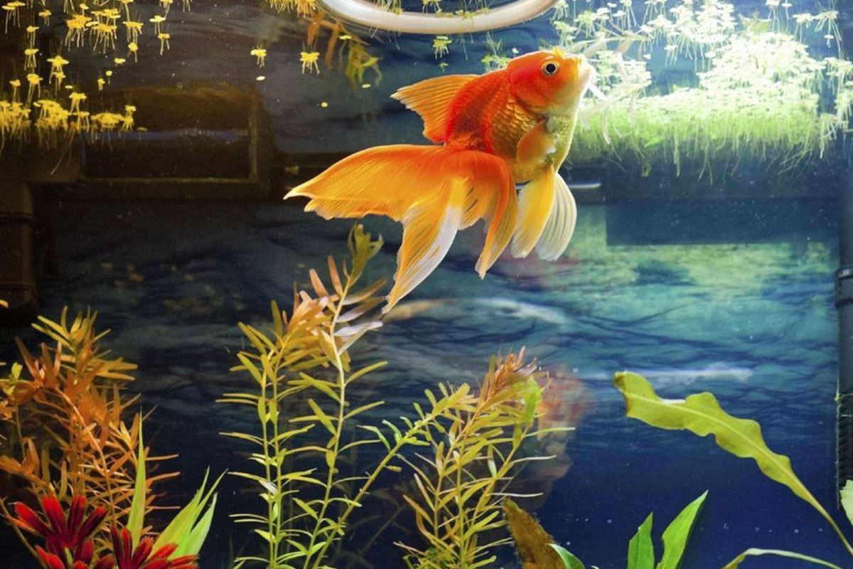 Préparez vos poissons pour votre absence - Animo Santé