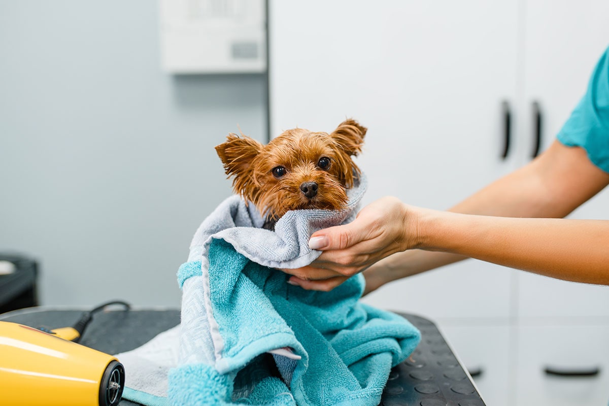 Toilettage du chien : pourquoi, pour qui et à quelle fréquence - Animo Santé