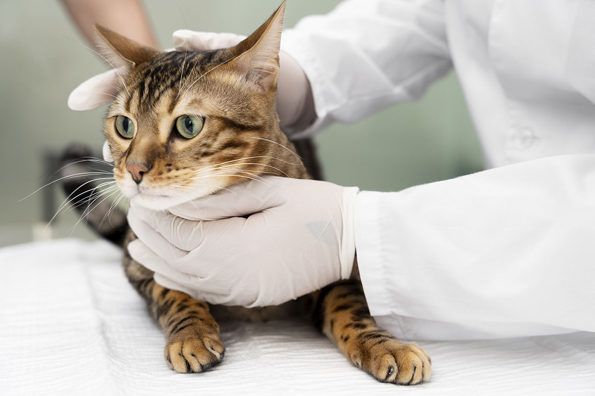insuffisance rénale chez le chat : symptômes et traitement - Animo Santé