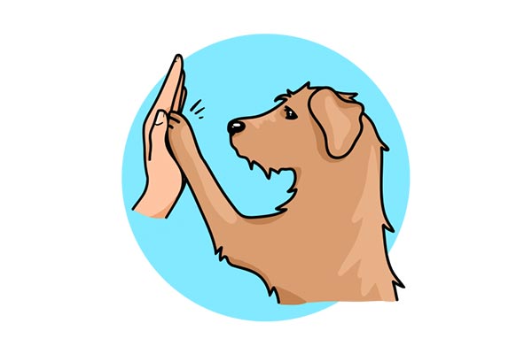 Logo Cabot Kaboche - Animo Santé