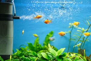 Comment entretenir un filtre d’aquarium efficacement - Animo Santé
