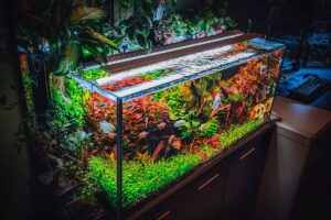 Quelles plantes d’aquarium choisir pour un écosystème sain - Animo Sante