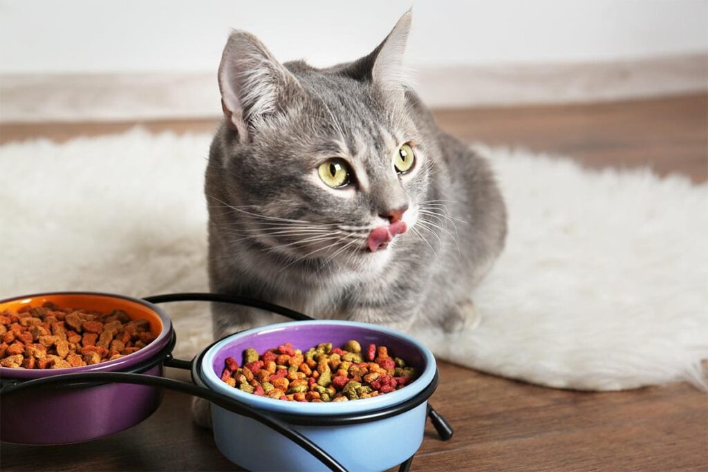 Quels sont les aliments préférés des chats ? - Animo Santé