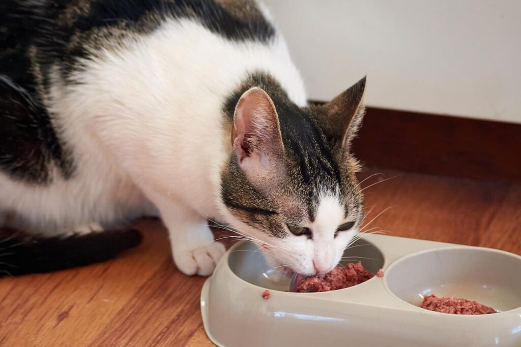 BARF pour chat avantages et inconvénients de l'alimentation crue pour chat - Animo Santé