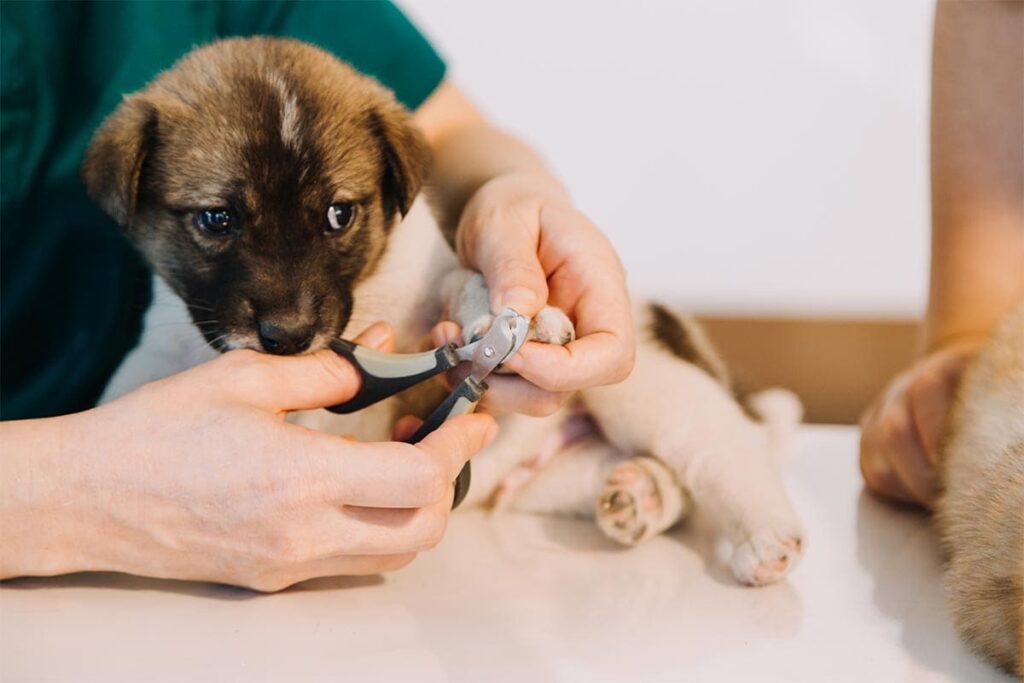 Comment couper les griffes de son chien - Animo Santé