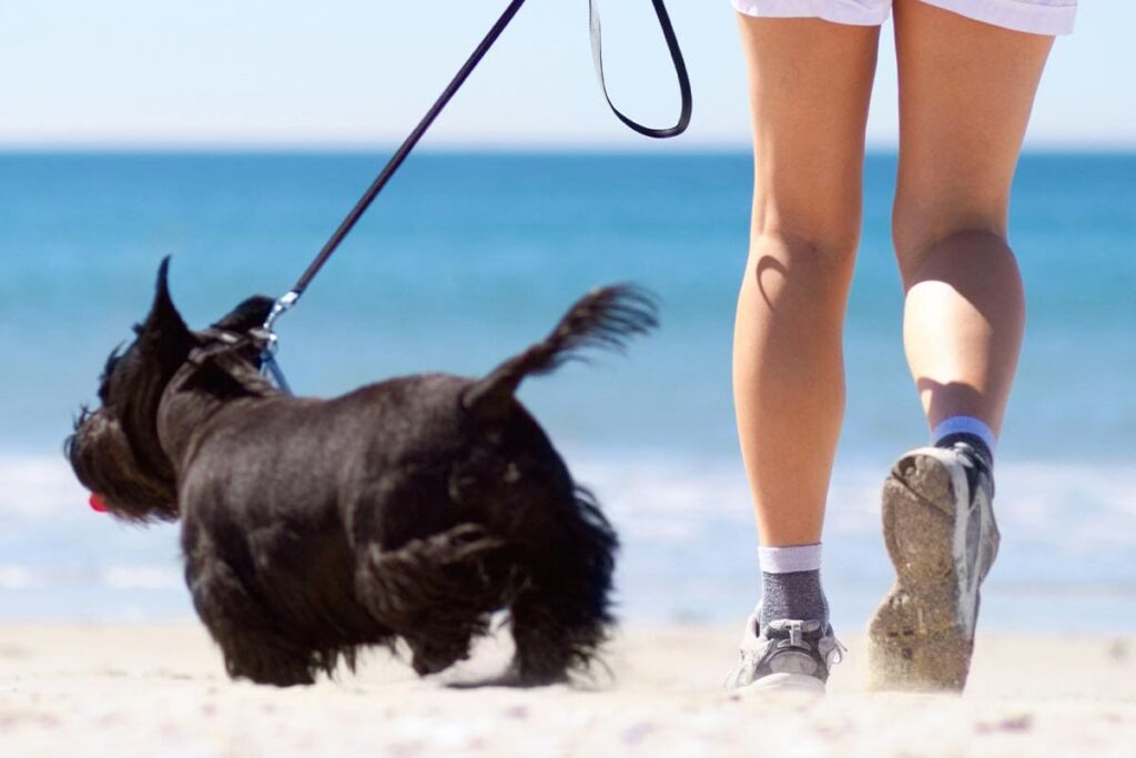 Conseils pour promener son chien en été - Animo Santé
