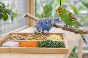 Aliments pour la fertilité : que mangent les oiseaux pendant la période de reproduction ? - Animo Santé