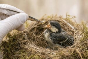 Combien de nourriture dois-je donner à mon poisson rouge ? - Animo Santé