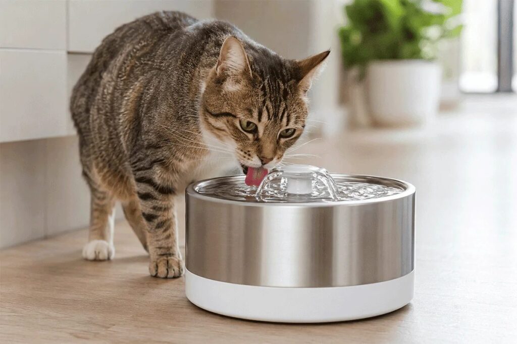 Meilleure fontaine à eau pour chat en 2026 - Animo Santé