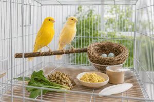 Pourquoi donner des compléments alimentaires à vos oiseaux reproducteurs - Animo Santé