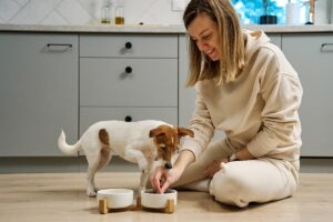 Combien de repas par jour faut-il donner à un chien adulte - Animo Santé